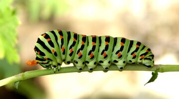 Segelfalter, Raupe