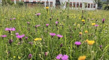 Blumenwiese