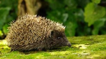 Nützlinge — Fleißige Helfer im Naturgarten