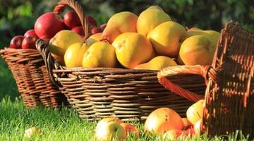 Obst und Beeren im eigenen Garten
