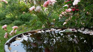 Regenwasser nutzen - Trinkwasser sparen