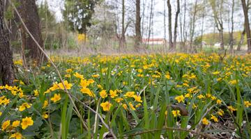 Naturnaher Auwald