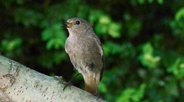 Vogelstimmenspaziergang