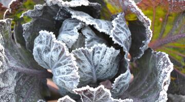 Wintergemüse