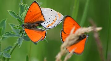 Großer Feuerfalter, mehere orangefarbene Falter sitzen auf Grashalmen