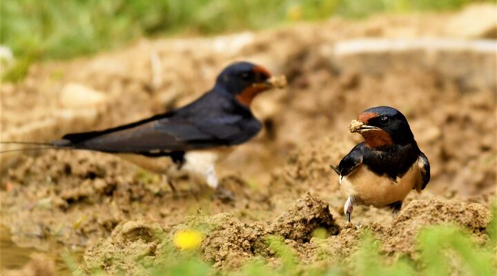 Zwei Vögel sitzen auf erdigem Boden und sammeln Lehm für ihr Nest 