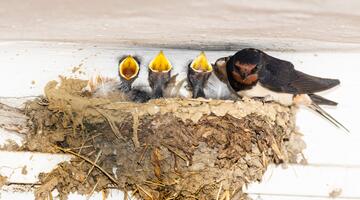 Schwalben im Nest 