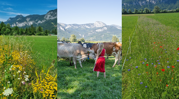 Drei Bilder in einer Collage. Berge mit Blühstreifen im Vordergrund, Roswitha Marold mit ihren Kühen.