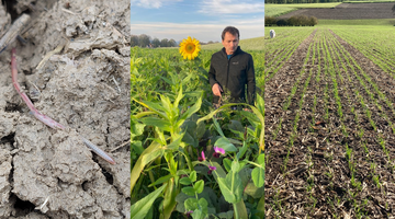 Drei Bilder in einer Collage. Bild 1: Regenwurm im Boden. Bild 2: Josef Pfeffer am Acker mit einer Sonnenblume. Bild 3: Josef Pfeffers Acker. 