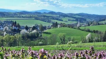 Wiese mit lila Blumen
