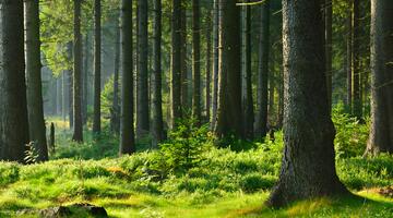 Natürlichen Wald von Fichte Baum im warmen Licht der aufgehenden Sonne