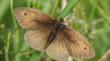 Großes Ochsenauge (Maniola jurtina)