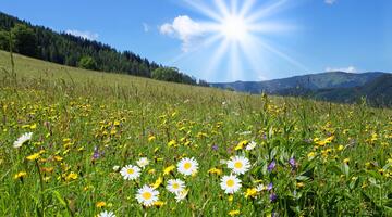 Blumenwiese mit Sonne im Hintergrund