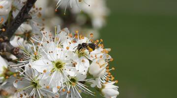 Biene auf Blüte