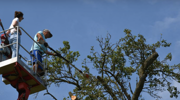 Hochstamm Obstbaumschnitt