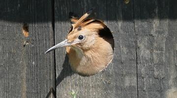 © Christian Roska Wiedehopf