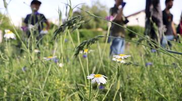 Blühpflanzen für Insekten