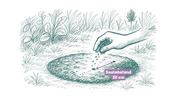 Schritt 2 © Agentur Schreibeis Grafik Hand pflanzt Samen