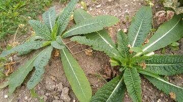 Schritt 3 © Johannes Maurer Zwei Pflanzenrosetten