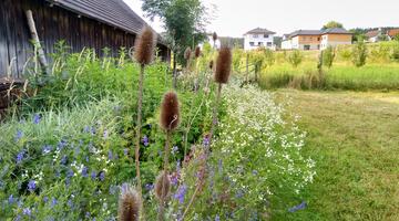 Schritt 4 © Johannes Maurer Wilde Karde im Blühstreifen