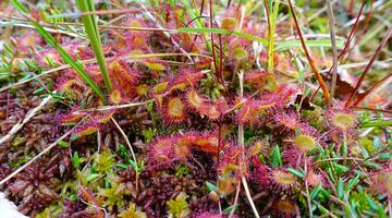 rundblättriger Sonnentau