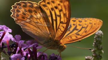 Kaisermantel (Argynnis paphia)