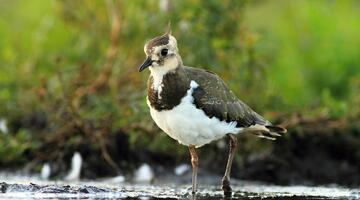 Kiebitz beim Gewässer