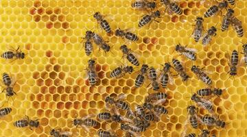 Wabenbau aus Wachs