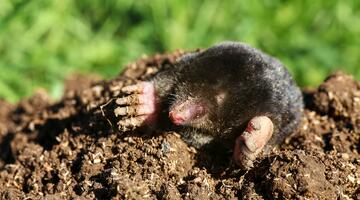 Maulwurf auf seinem Hügel