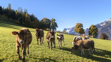 Kühe auf einer grünen Wiese