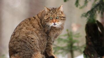 Wildkatze auf einem Ast