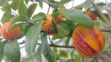 Zitrussorten aus Schönbrunn