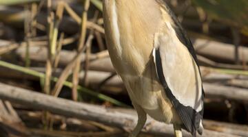 Zwergdommel auf einem kleinen Stamm