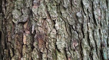 Weisstanne (Abies alba)