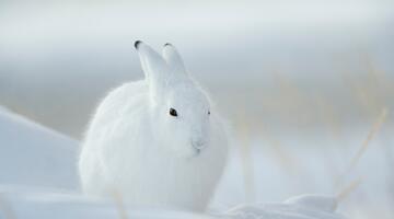 Hase im Schnee