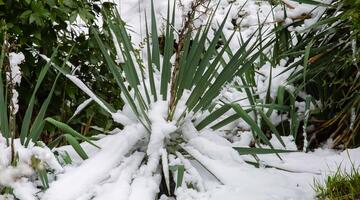 Yucca unter dem Schnee