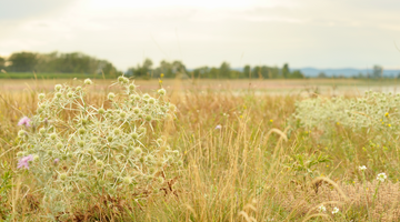 Eryngium campestre im Trockenrasen bei Apetlon
