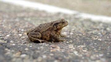Kröte auf der Straße