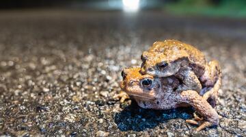 Krötenwanderung im Dunkeln