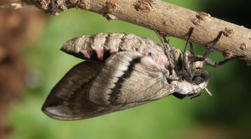 Ligusterschwärmer an einem Ast