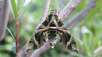 Oleanderschwärmer Schmetterling