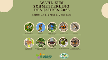 Schmetterling des Jahres Auswahl