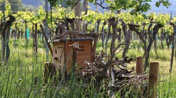 Wiedehopfnistkasten auf Totholzhaufen am Rand einer Streuobstwiese