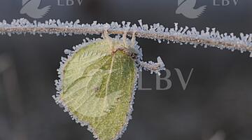 Zitronenfalter im Eis