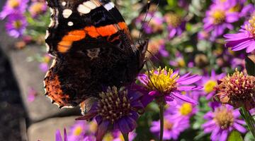 Schmetterlingsreport Admiral