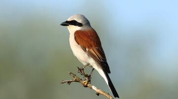 Neuntöter auf einem Ast