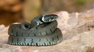 Ringelnatter beim Sonnenbaden