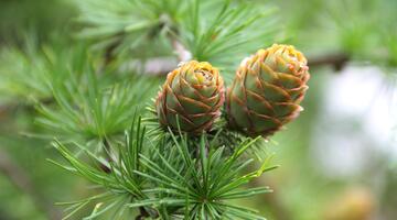 Lärche mit zwei großen Tannenzapfen