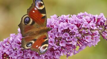 Insektensterben Tagpfauenauge
