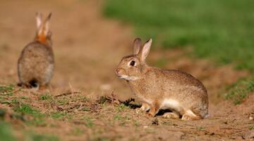 Zwei Wildkaninchen